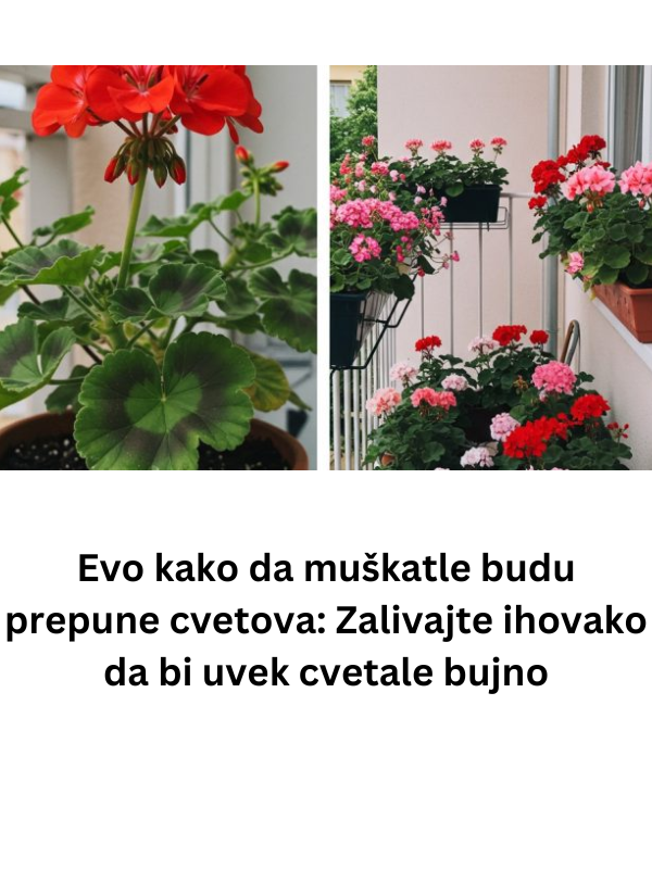 Cveće