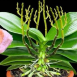 Stavite 1 komad ispod orhideje! Odjednom izraste 100 grana i cvjeta cijele godine