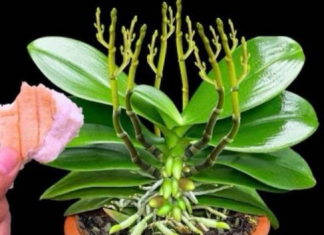 Stavite 1 komad ispod orhideje! Odjednom izraste 100 grana i cvjeta cijele godine