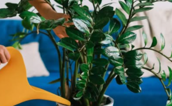 Sipajte pola šolje u saksiju za cvijeće: Zamiokulkas će pustiti lišće kao lud!