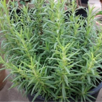 Ruzmarin i mačka u kući: Odmah na ovo obratite pažnju