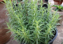 Ruzmarin i mačka u kući: Odmah na ovo obratite pažnju