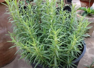 Ruzmarin i mačka u kući: Odmah na ovo obratite pažnju