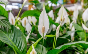 SPATIFILUM, MIRNI LJILJAN ILI ŽENSKA SREĆA: Uradite samo 1 stvar i cvetaće u buketima tokom cele godine