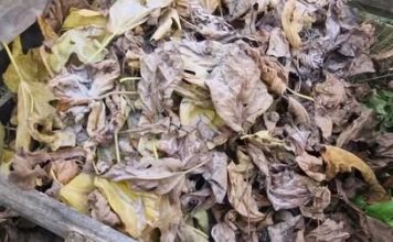 Ne spaljujte ili bacajte lišće sa voća i drveća već ga ovako ISKORISTITE