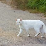 Šta znači kad vam bela mačka pređe put: Veruje se da ima skrivenu poruku