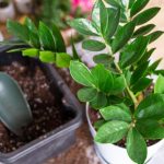 Nahranite zamiju jednim povrćem i bujaće kao korov: Nećete moći da prebrojite nove listove i novac u novčaniku