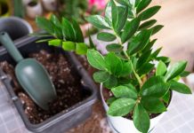 Nahranite zamiju jednim povrćem i bujaće kao korov: Nećete moći da prebrojite nove listove i novac u novčaniku