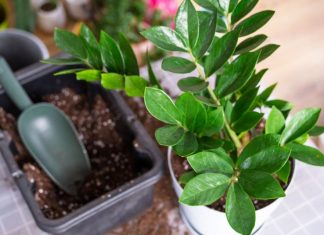 Nahranite zamiju jednim povrćem i bujaće kao korov: Nećete moći da prebrojite nove listove i novac u novčaniku