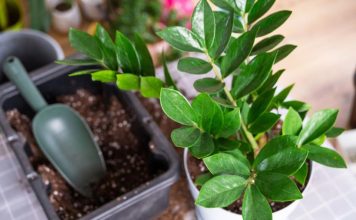 Nahranite zamiju jednim povrćem i bujaće kao korov: Nećete moći da prebrojite nove listove i novac u novčaniku