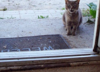 NEPOZNATA MAČKA VAM SE POJAVILA NA KUĆNOM PRAGU? INDIJSKO VJEROVANJE UPOZORAVA: “U toj kući će uskoro biti…”