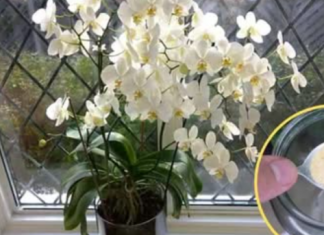 Ako ti orhideja vene, stani odmah! OVAJ prašak čini čuda – samo kašičica mjesečno!