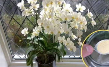 Ako ti orhideja vene, stani odmah! OVAJ prašak čini čuda – samo kašičica mjesečno!
