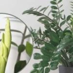 Trebaju vam samo 3 supene kašike i vaš zamiokulkas će izniknuti PUNO novih listova!