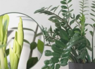 Trebaju vam samo 3 supene kašike i vaš zamiokulkas će izniknuti PUNO novih listova!