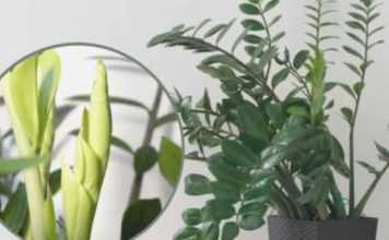 Trebaju vam samo 3 supene kašike i vaš zamiokulkas će izniknuti PUNO novih listova!