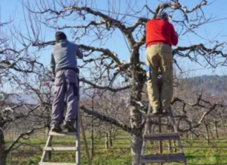 Evo šta uvijek trebate raditi sa svojom jabukom u jesen: U suprotnom, žetva će sljedeće godine biti loša!