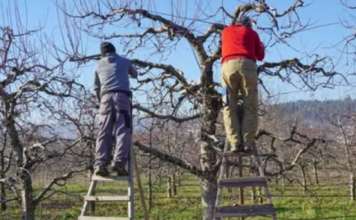 Evo šta uvijek trebate raditi sa svojom jabukom u jesen: U suprotnom, žetva će sljedeće godine biti loša!