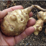 Ova biljka je spas za dijabetičare, idealna za mršavljenje i dobru probavu…