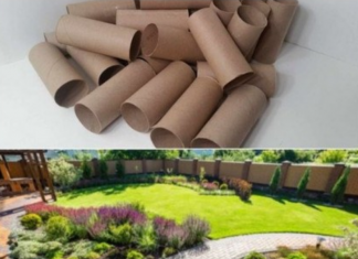 Ne bacajte rolnu toalet papira: Jedna žena je napravila čudo – i svi će ovog proleća posmatrati njeno dvorište