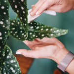 Tačkasta begonija traži malo nege, a pruža eleganciju i prosperitet: Napredovaćete na poslu ako stoji na pravom mestu