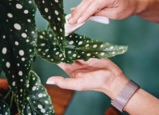 Tačkasta begonija traži malo nege, a pruža eleganciju i prosperitet: Napredovaćete na poslu ako stoji na pravom mestu