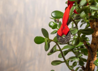 9 načina da aktivirate krasulu da privlači novac: Ne držite je na jednom mestu i stavite ovo ispod saksije