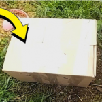 Žena pronašla kutiju u svom dvorištu. Kad je vidjela šta je unutra, vrisnula je od užasa!