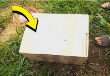 Žena pronašla kutiju u svom dvorištu. Kad je vidjela šta je unutra, vrisnula je od užasa!