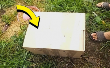Žena pronašla kutiju u svom dvorištu. Kad je vidjela šta je unutra, vrisnula je od užasa!