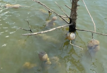 Dodirnuo ga je i pomaknuo se. Nitko se nakon toga nije usudio približiti vodi