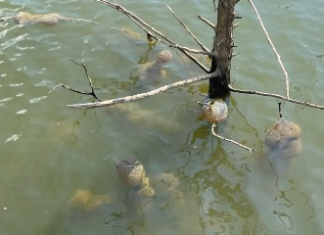 Dodirnuo ga je i pomaknuo se. Nitko se nakon toga nije usudio približiti vodi