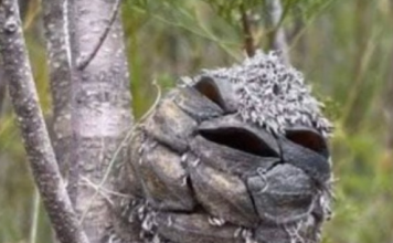 Fotografirala je “slatku ptičicu” – a onda shvatila što je to zapravo