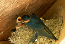 Jeste li se ikada pitali zašto lastavice biraju baš vaš dom? Evo 4 predivna razloga zašto tu grade svoja gnijezda