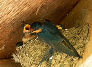 Jeste li se ikada pitali zašto lastavice biraju baš vaš dom? Evo 4 predivna razloga zašto tu grade svoja gnijezda