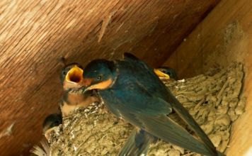 Jeste li se ikada pitali zašto lastavice biraju baš vaš dom? Evo 4 predivna razloga zašto tu grade svoja gnijezda