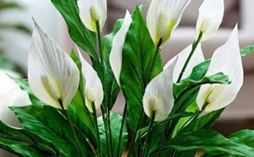 Muka vam je od čekanja da vaš spathiphyllum procvjeta? Ovih šest savjeta promijenilo je sve za mene