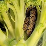 On je samo htio pripremiti večeru — ali ono što je pronašao unutar brokule šokiralo ga je i natjeralo da traži objašnjenja