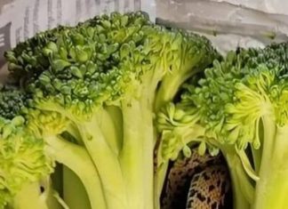 On je samo htio pripremiti večeru — ali ono što je pronašao unutar brokule šokiralo ga je i natjeralo da traži objašnjenja