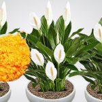 0DMAH JE PR0CVJETALA! 1 kašičica za svaki kućni cvijet i bujno cvjetanje je zagarantovano!