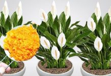 0DMAH JE PR0CVJETALA! 1 kašičica za svaki kućni cvijet i bujno cvjetanje je zagarantovano!