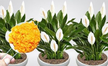 0DMAH JE PR0CVJETALA! 1 kašičica za svaki kućni cvijet i bujno cvjetanje je zagarantovano!