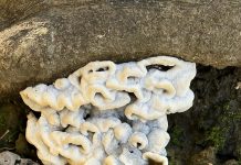 Ako u svom vrtu ili šumi uočite nešto takvo, ni pod kojim uvjetima to nemojte dirati. I za to postoji dobar razlog