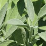 Bog se brine za sve: Ovo je jedna od najljekovitijih biljaka na svijetu, a mi to i ne primjećujemo!