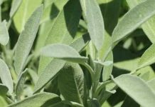 Bog se brine za sve: Ovo je jedna od najljekovitijih biljaka na svijetu, a mi to i ne primjećujemo!