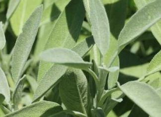 Bog se brine za sve: Ovo je jedna od najljekovitijih biljaka na svijetu, a mi to i ne primjećujemo!