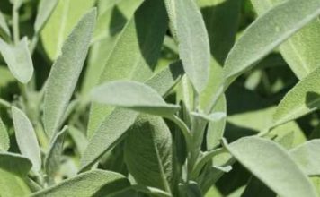 Bog se brine za sve: Ovo je jedna od najljekovitijih biljaka na svijetu, a mi to i ne primjećujemo!