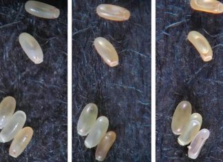 Pronašla sam čudna bijela zrna u svom krevetu – isprva sam mislila da je riža, ali istina je bila puno gora