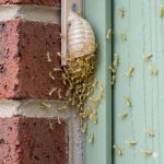 Izašao sam na trijem i vidio kako zid… oživljava! Stotine sitnih stvorenja izašlo je iz svoje tajanstvene čahure ravno pred mojim vratima!