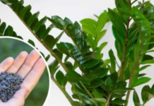 STAVITE ovo sjeme ravno uposudu s Zamiokulkasom: Biljka će ODMAH pustiti nove listove!